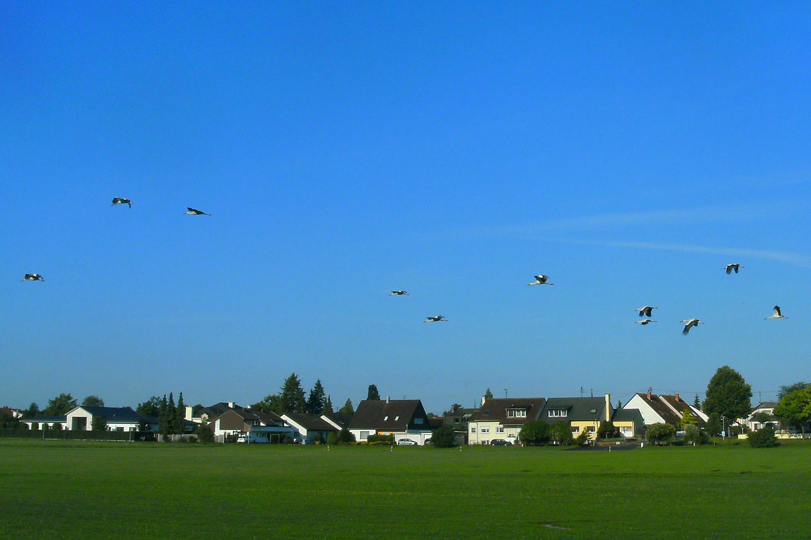 Storchenparade im späten Sommer 16