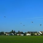 Storchenparade im späten Sommer 16