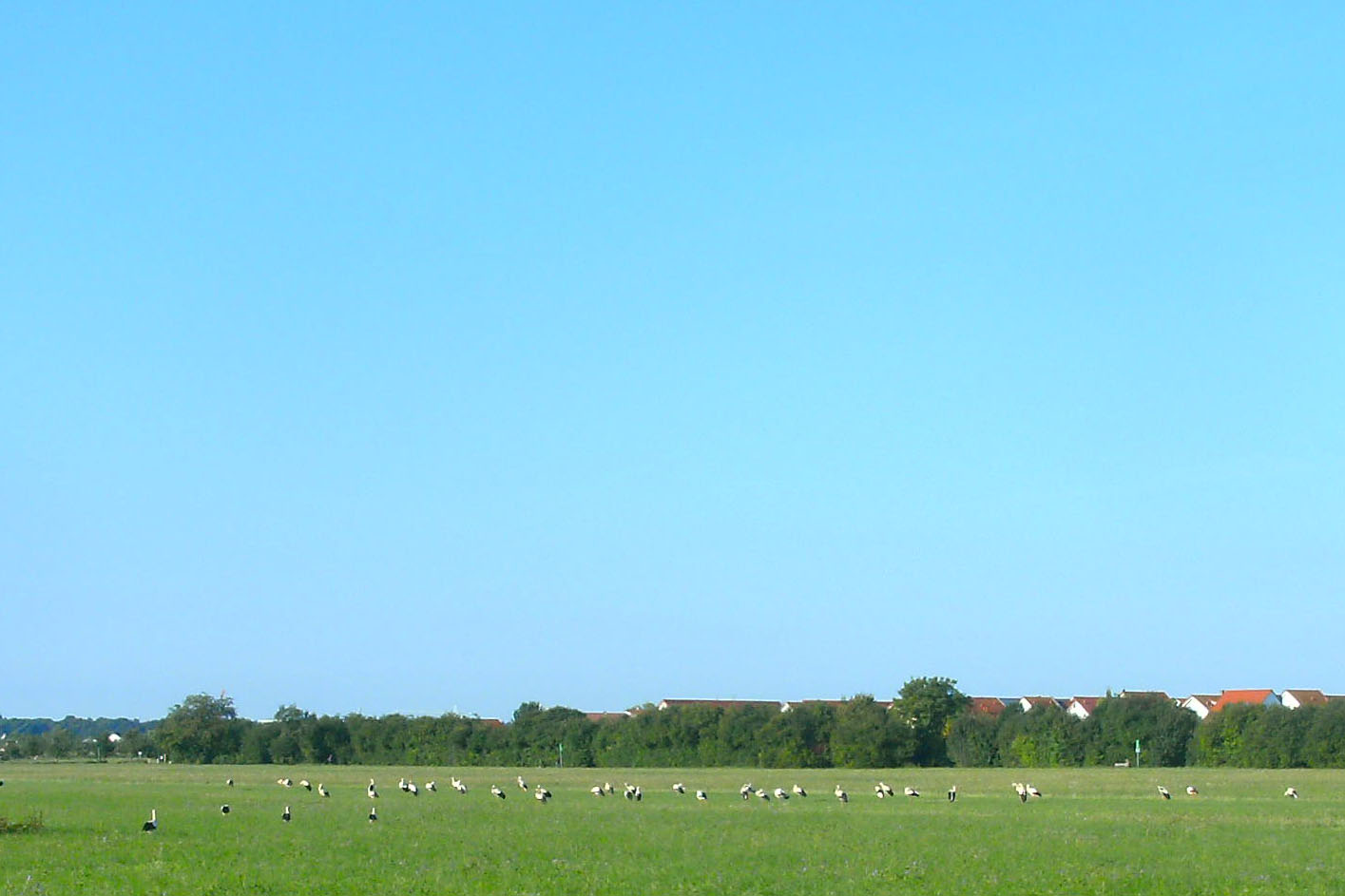 Storchenparade im späten Sommer 17