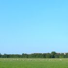 Storchenparade im späten Sommer 17