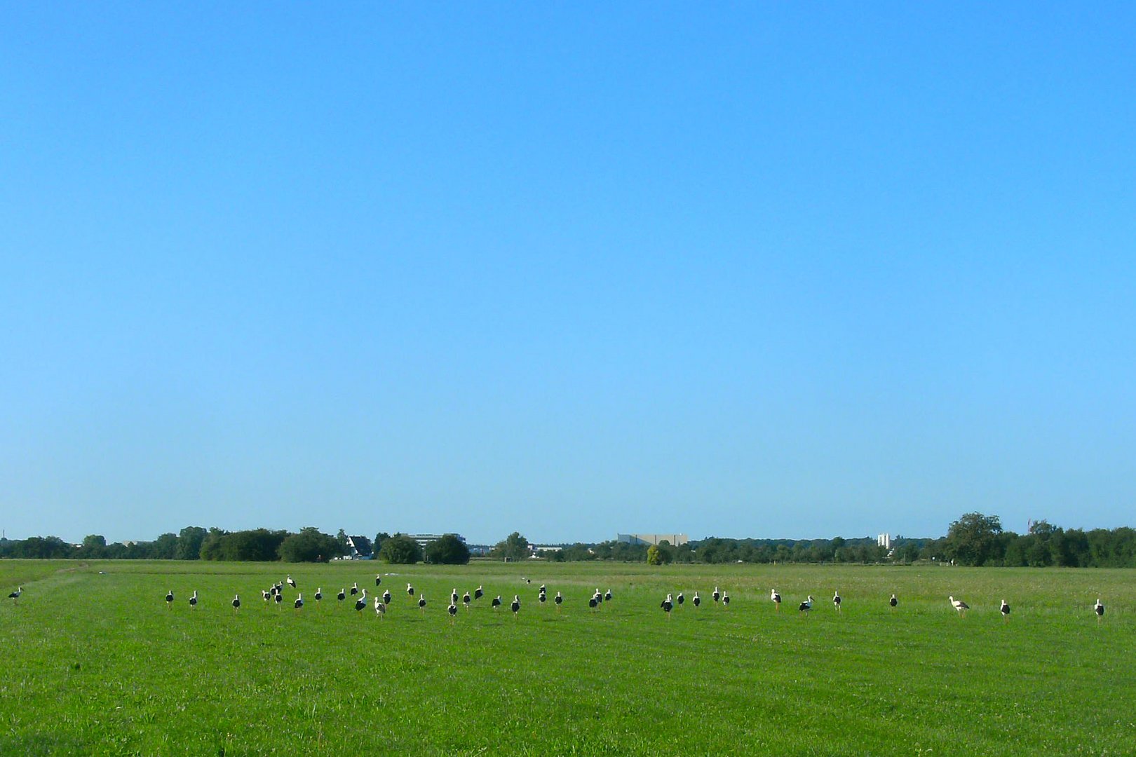 Storchenparade im späten Sommer 18