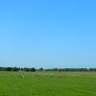 Storchenparade im späten Sommer 18