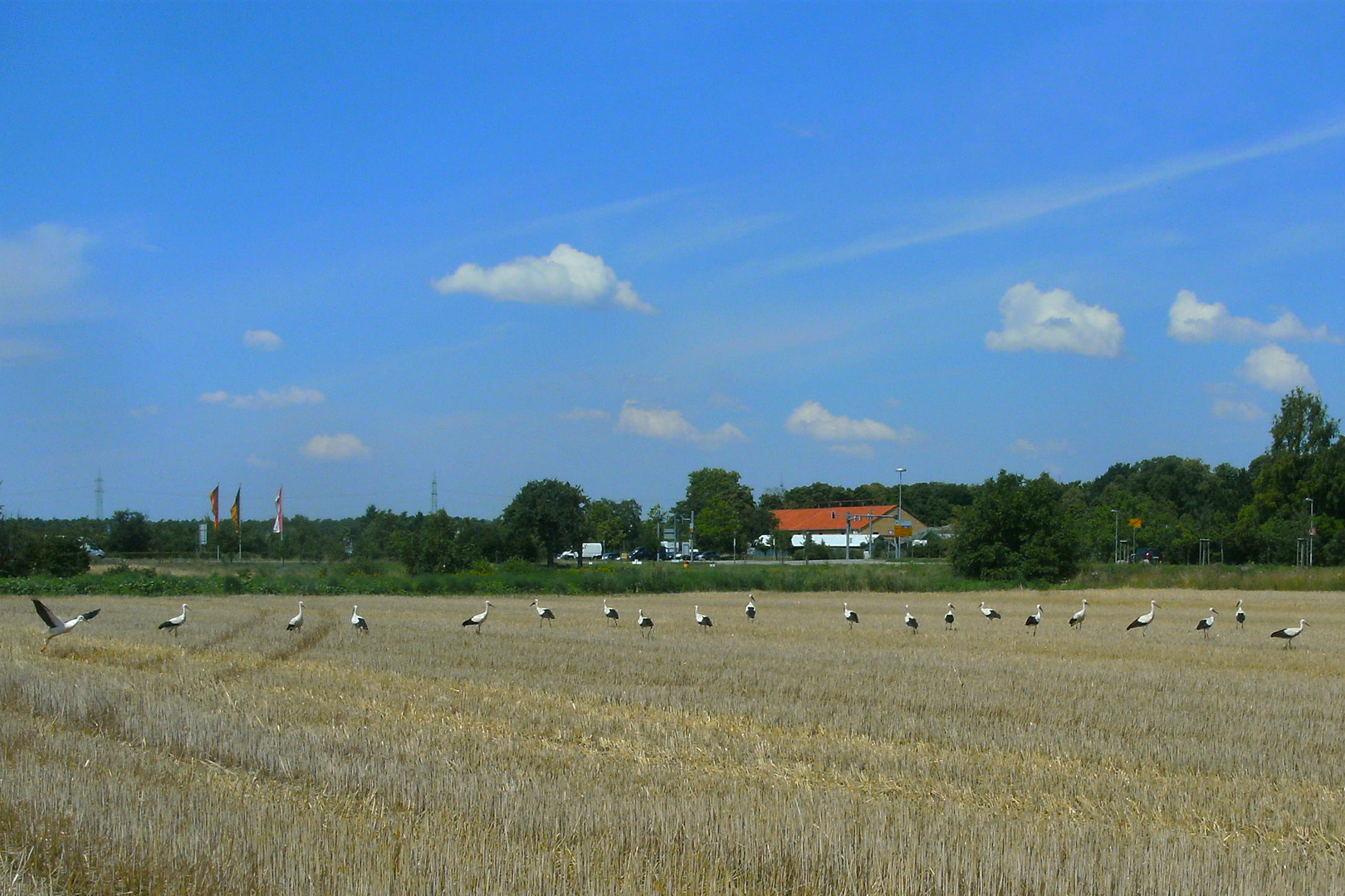 Storchenparade im späten Sommer 2