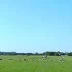 Storchenparade im späten Sommer 20