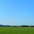 Storchenparade im späten Sommer 21