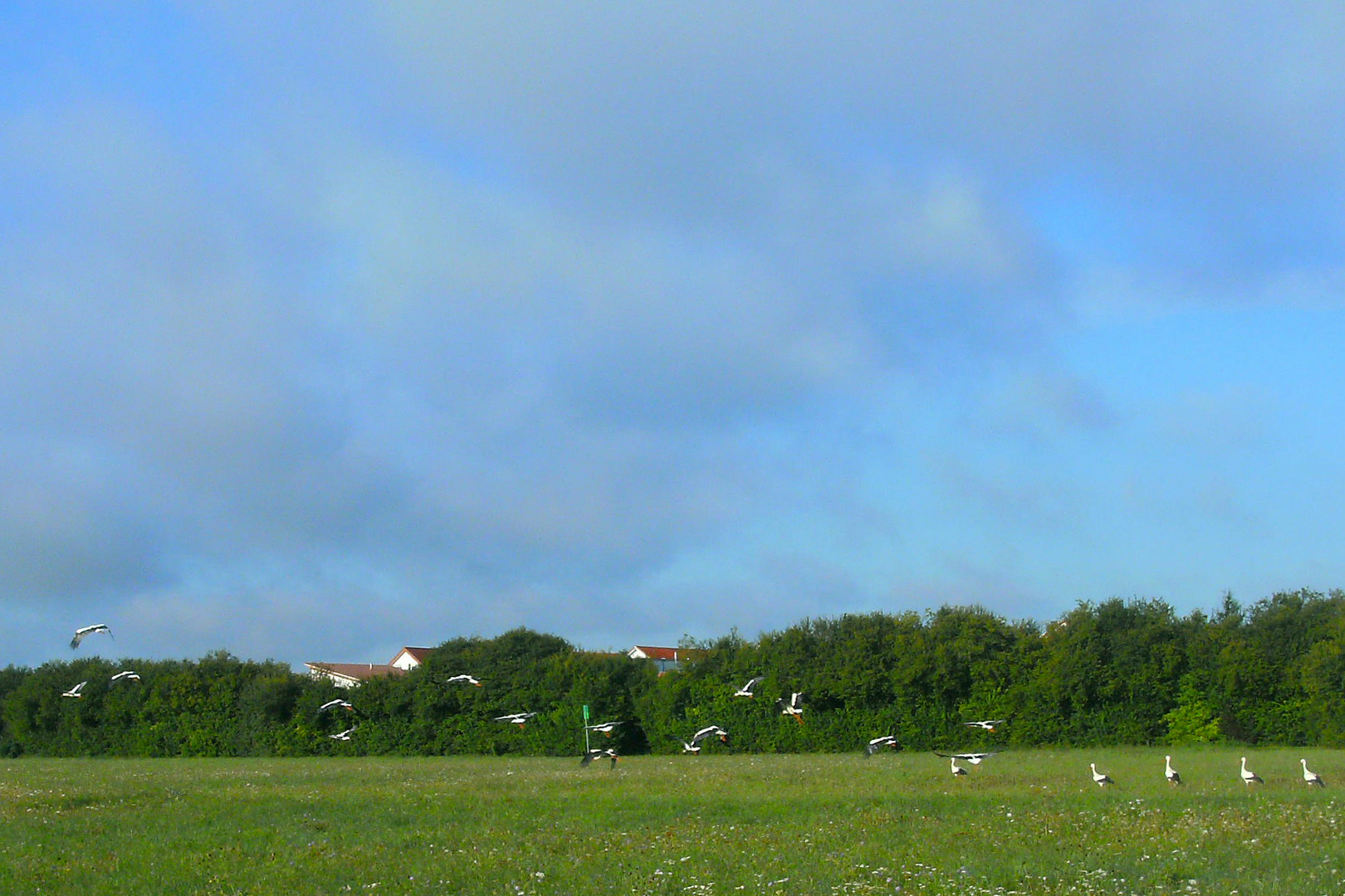 Storchenparade im späten Sommer 27