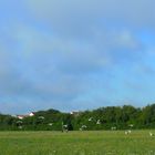 Storchenparade im späten Sommer 27