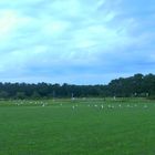 Storchenparade im späten Sommer 5