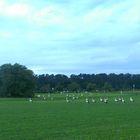 Storchenparade im späten Sommer 7