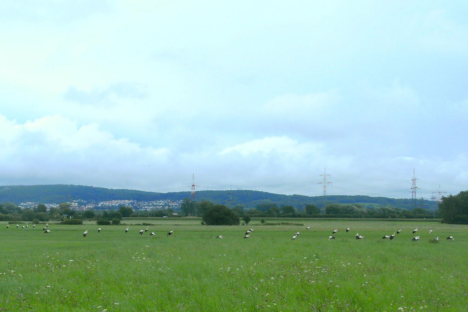 Storchenparade im späten Sommer 9