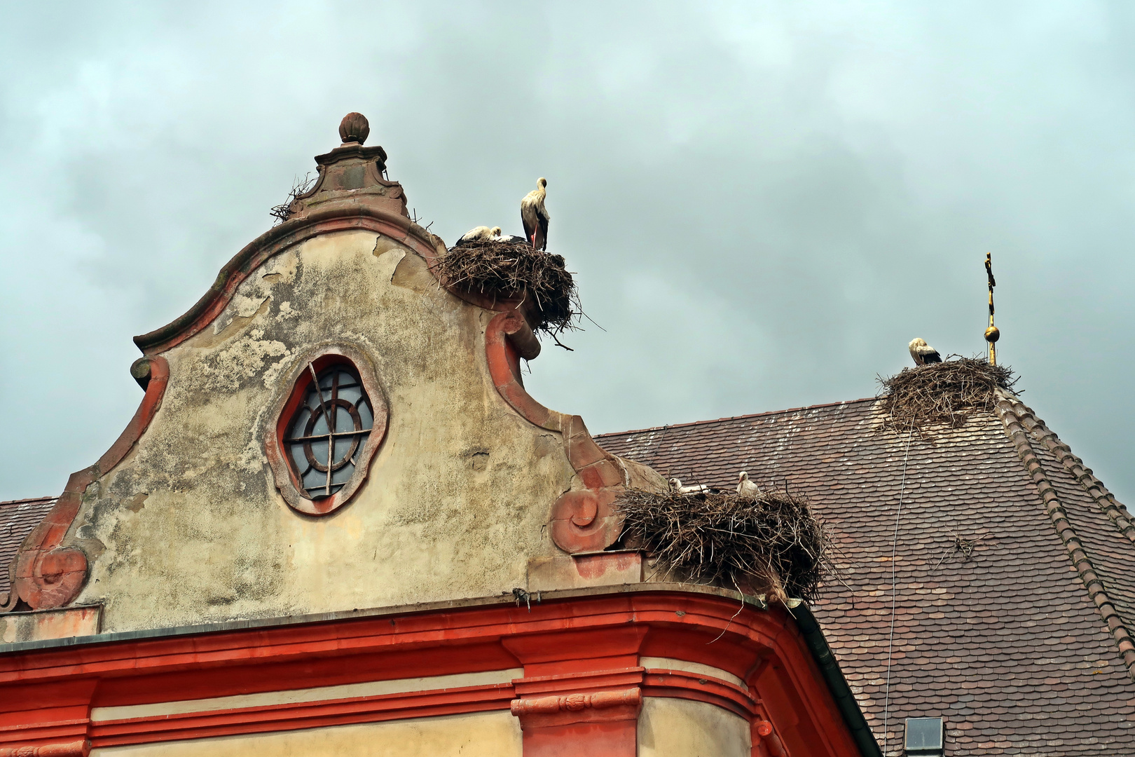 Storchenparadies in Riegel am Kaiserstuhl