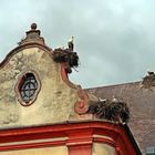 Storchenparadies in Riegel am Kaiserstuhl