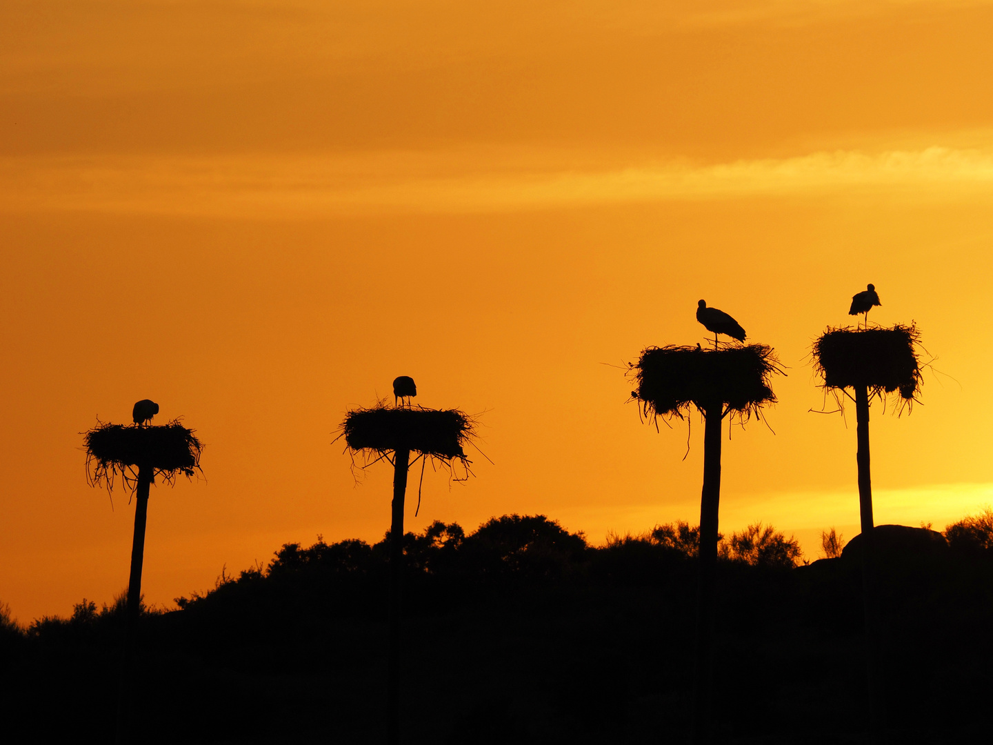 Storchenpark bei Malpartida de Caceres (Extremadura, Spanien)