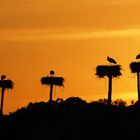 Storchenpark bei Malpartida de Caceres (Extremadura, Spanien)