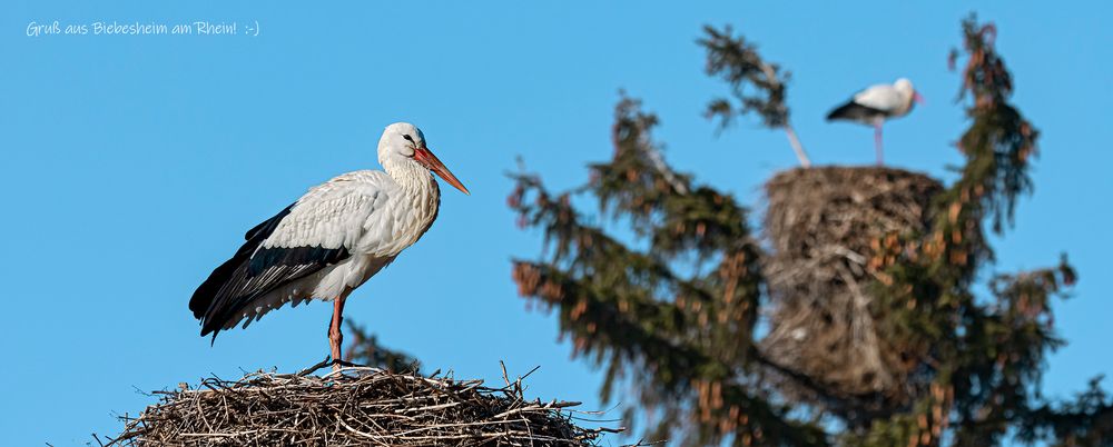 Storchenparty in Südhessen