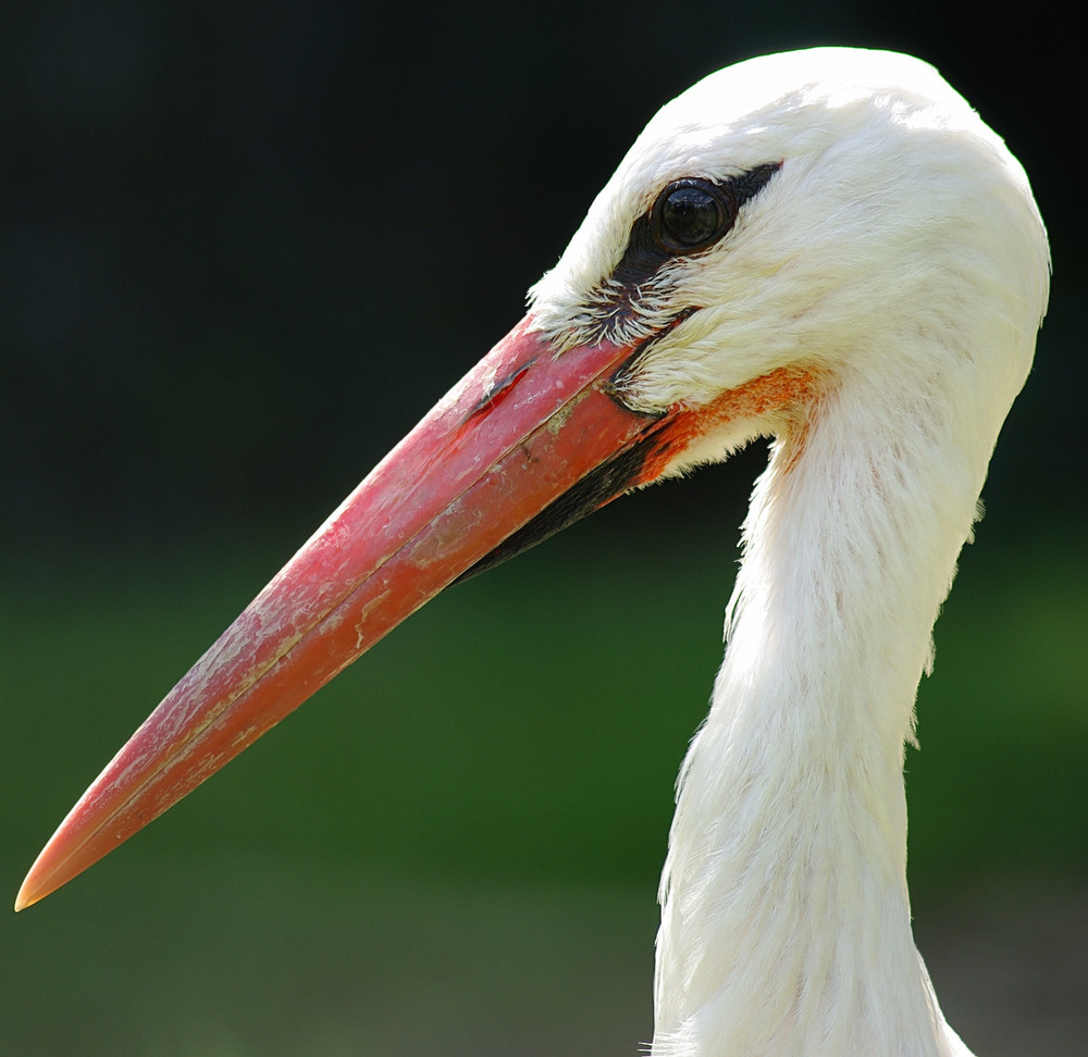 Storchenportrait