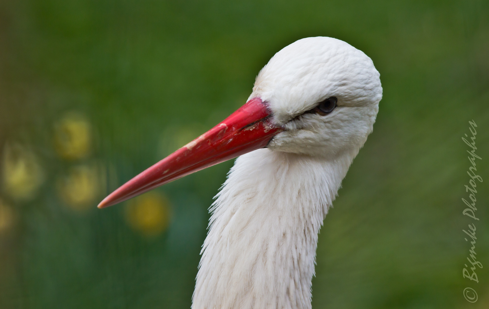 Storchenportrait