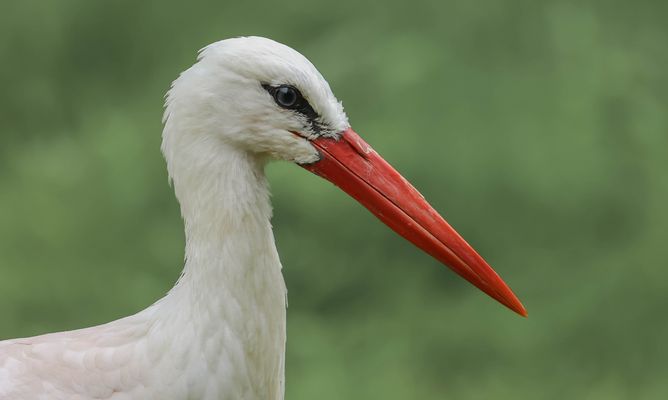Storchenportrait 