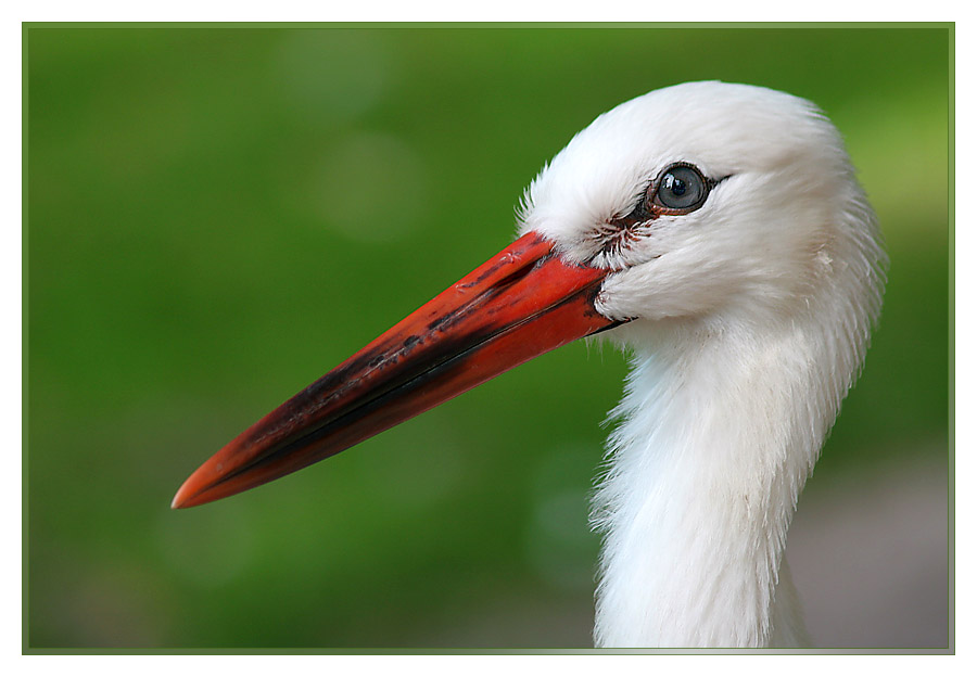 Storchenportrait