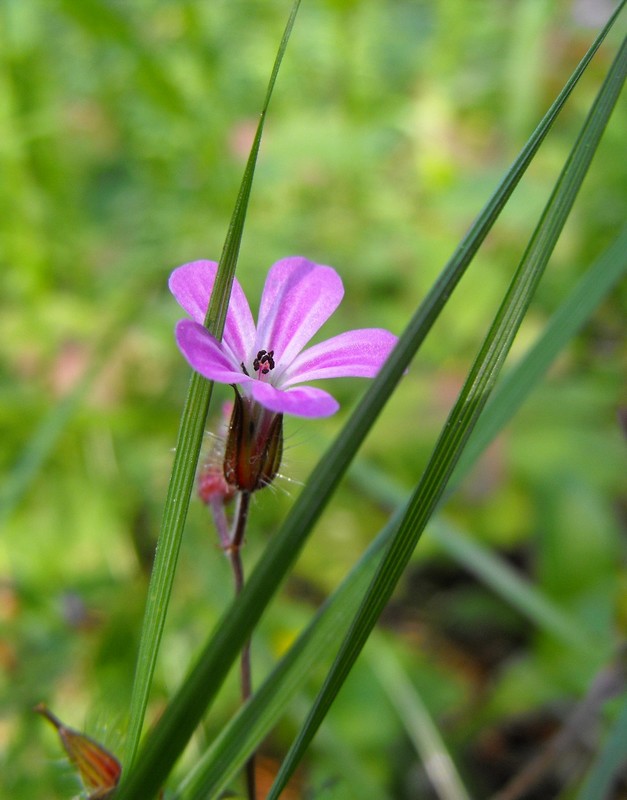 Storchenschnabel