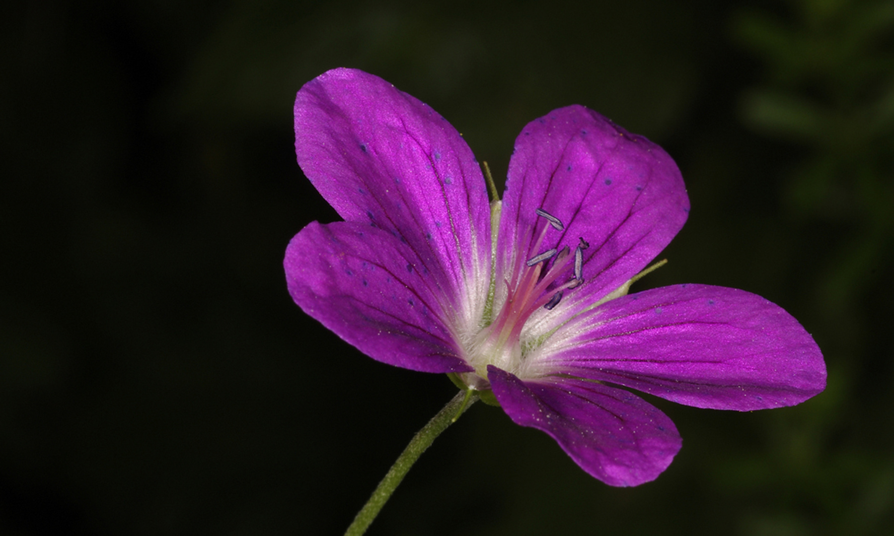 Storchenschnabel