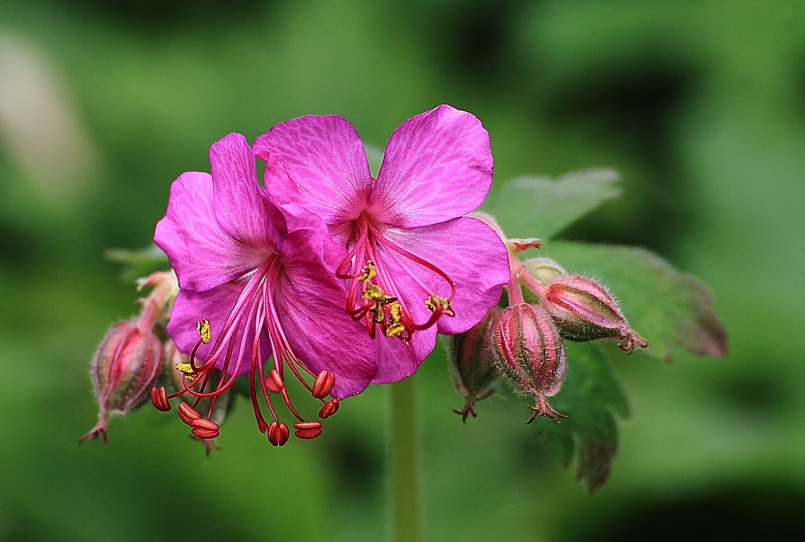 Storchenschnabel - Blüte