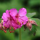 Storchenschnabel - Blüte