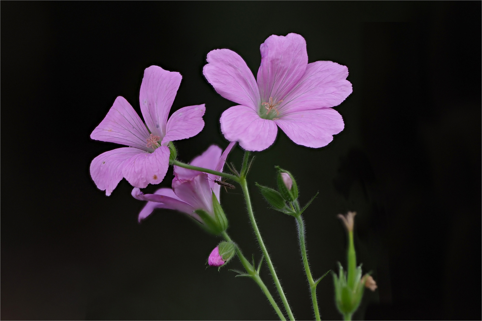 Storchenschnabel - Blüten  .....