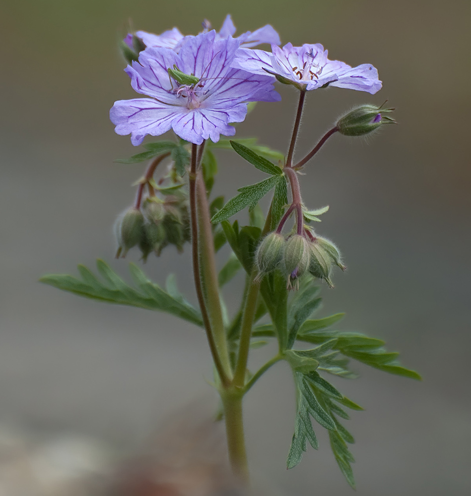 Storchenschnabel