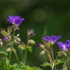 Storchenschnabel / Geranium