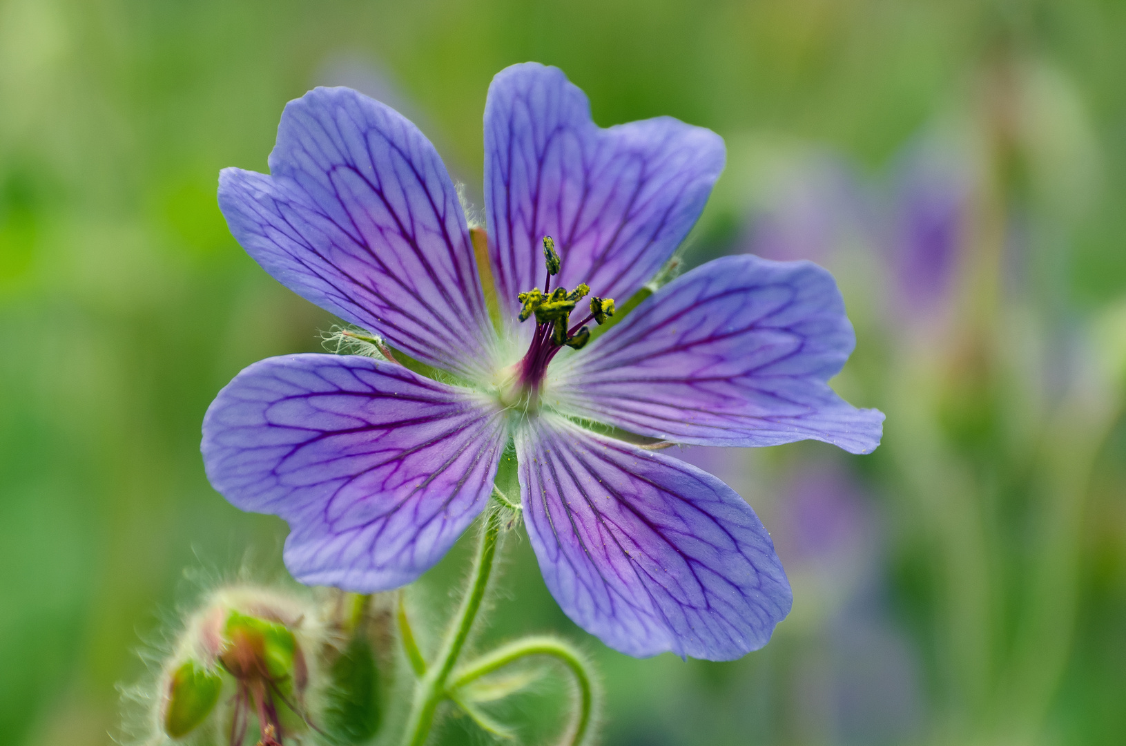 Storchenschnabel (Geranium)