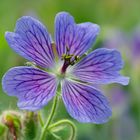 Storchenschnabel (Geranium)