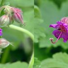 Storchenschnabel Geranium dalmaticum 3D