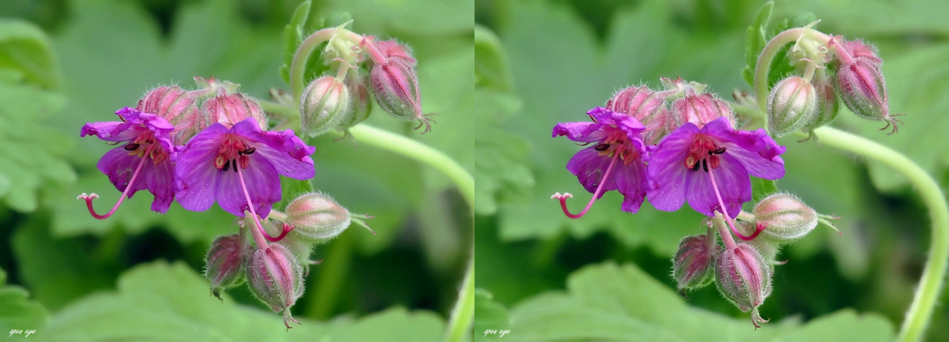 Storchenschnabel Geranium dalmaticum 3D