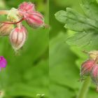 Storchenschnabel Geranium dalmaticum 3D Crossview 