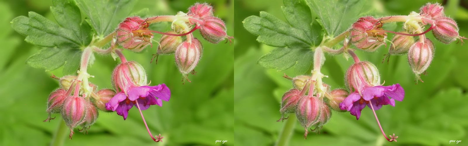 Storchenschnabel Geranium dalmaticum 3D Crossview 