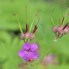 Storchenschnabel Geranium dalmaticum Pol 3D