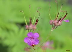 Storchenschnabel Geranium dalmaticum Pol 3D