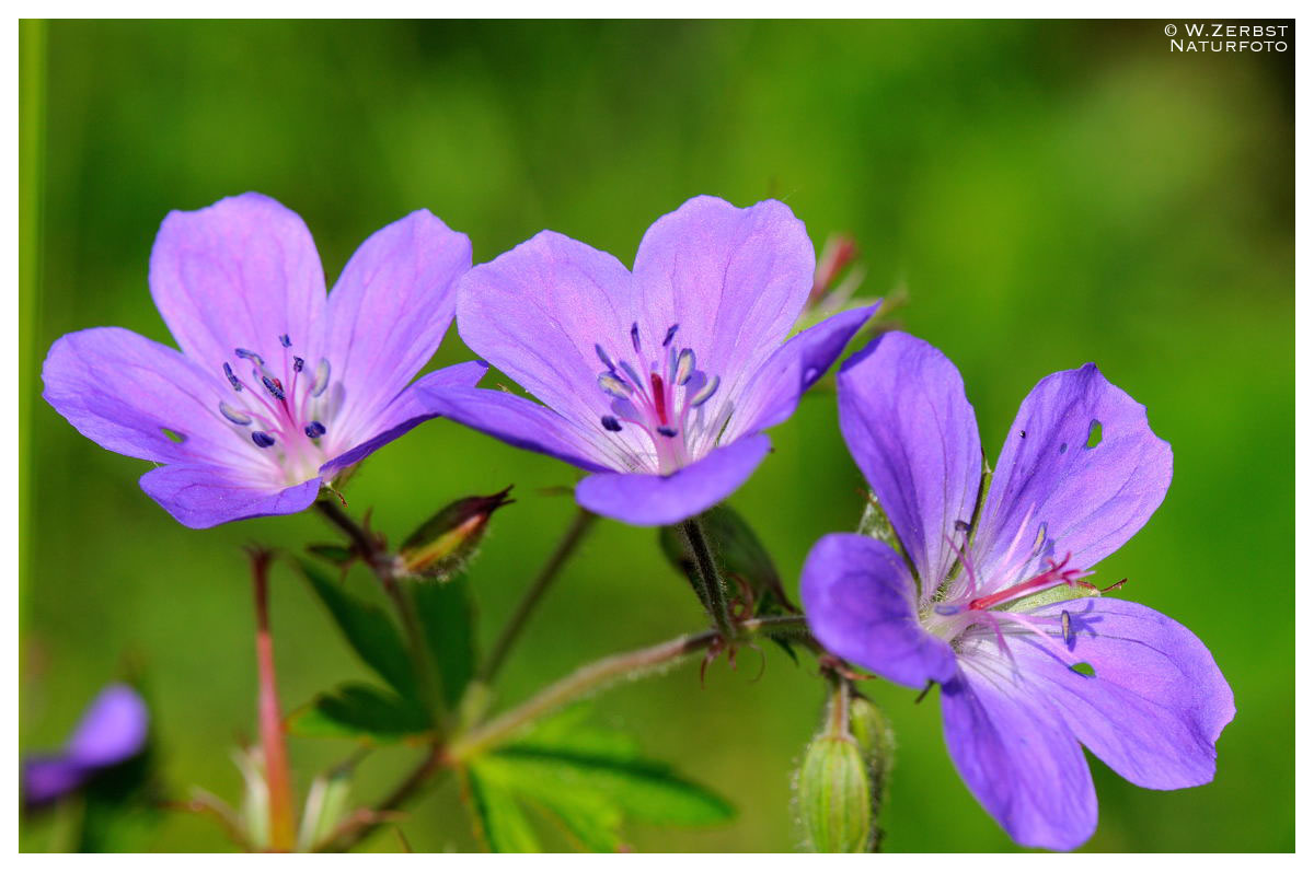 - Storchenschnabel - ( Geranium sangguineum )