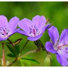 - Storchenschnabel - ( Geranium sangguineum )