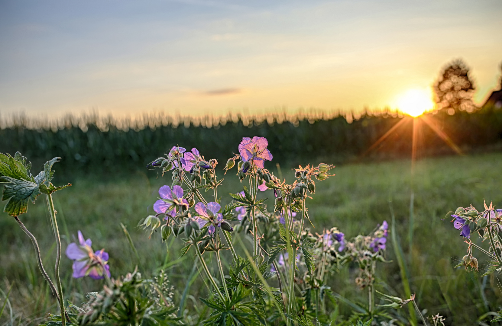 Storchenschnabel im Licht der Abendsonne