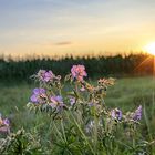 Storchenschnabel im Licht der Abendsonne