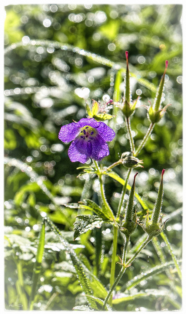 Storchenschnabel im Morgentau