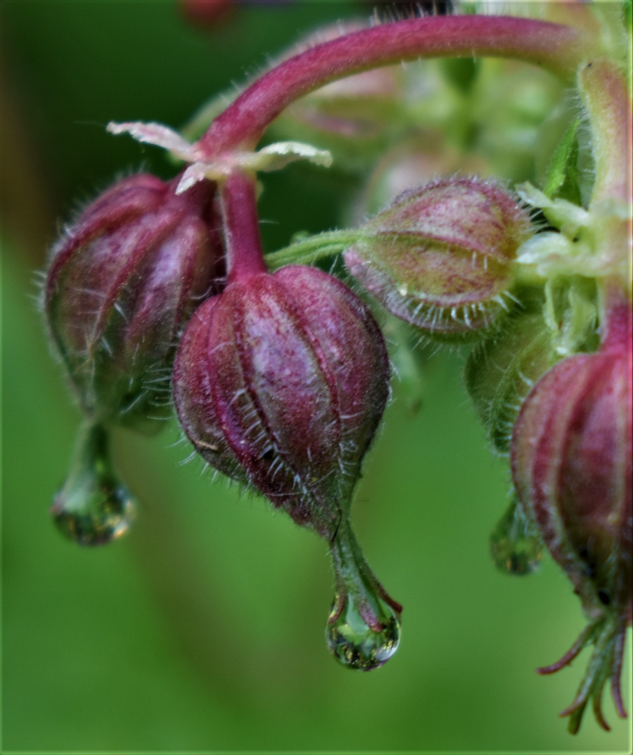 Storchenschnabel - Knospen - Regen - Tropfen