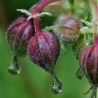 Storchenschnabel - Knospen - Regen - Tropfen