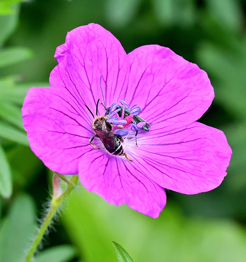 Storchenschnabel mit Besuch - Wildbiene und Scheinbockkäfer