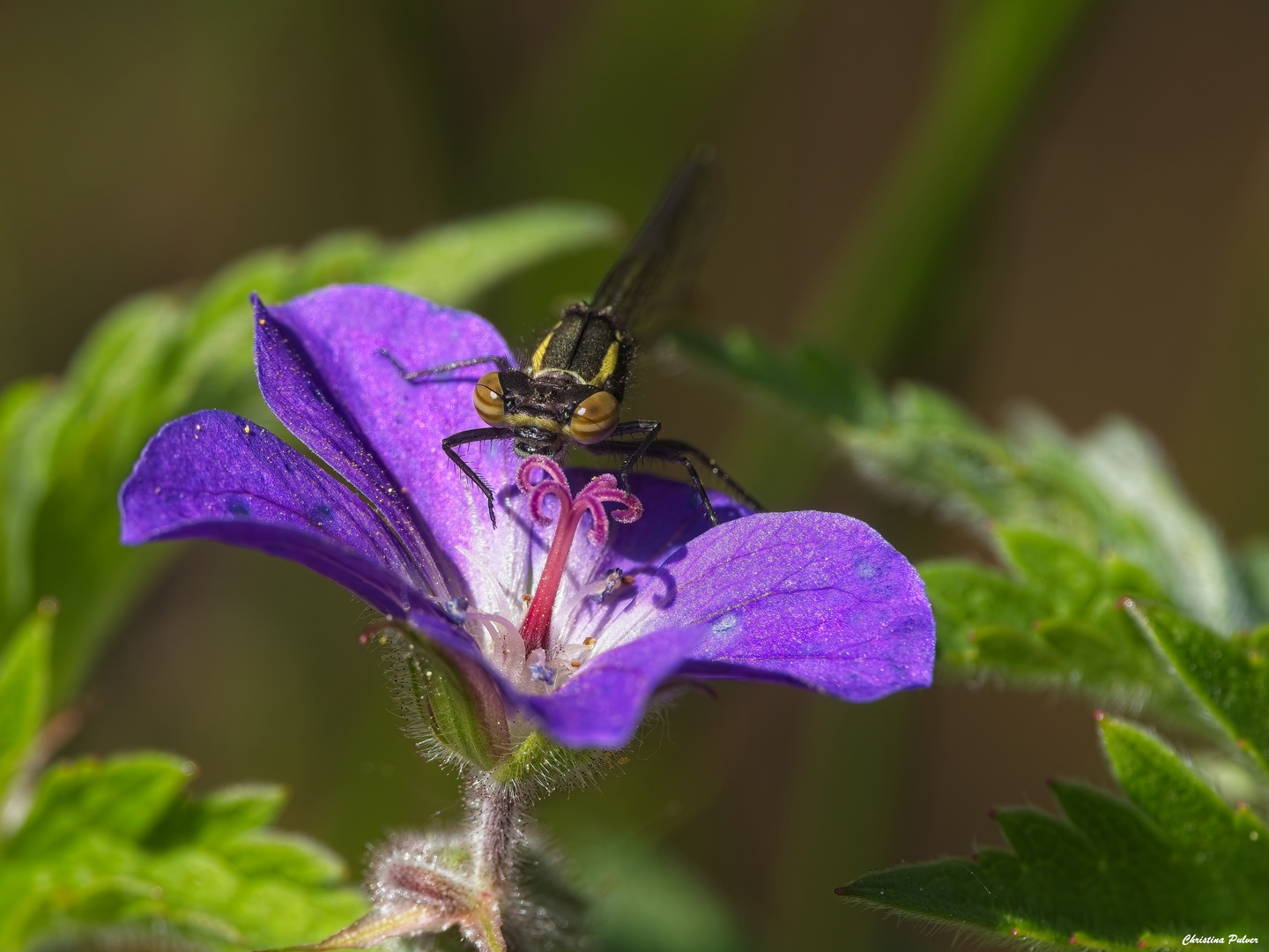 Storchenschnabel mit Besucher
