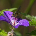 Storchenschnabel mit Besucher