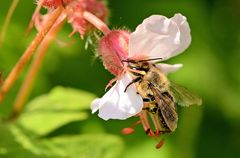 Storchenschnabel mit Besucherin