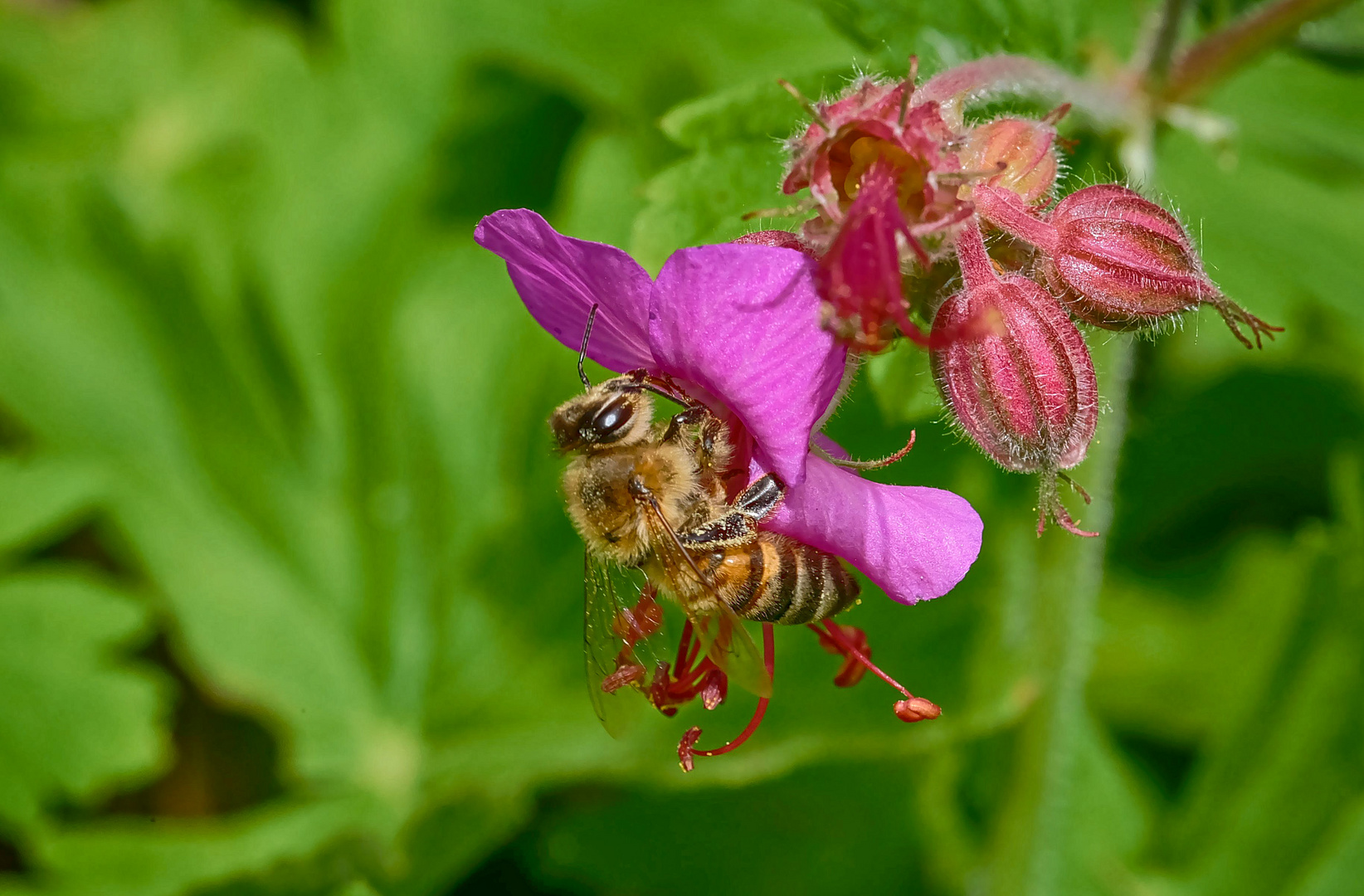 Storchenschnabel mit Bienchen